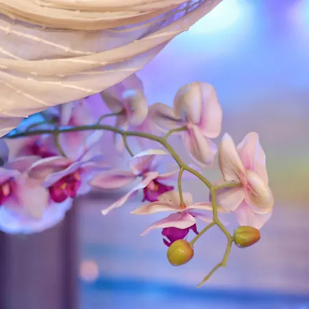 Dream & Relax Fiore Bed & Breakfast Bari